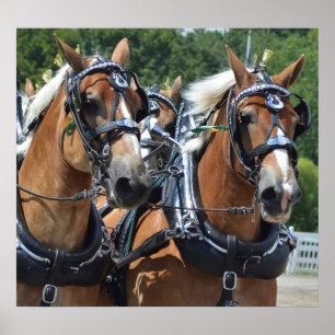 Walnut Backe Carriage Horse Show Poster