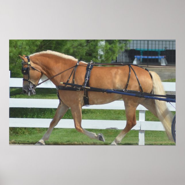 Walnut Backe Carriage Horse Show Poster (Framsidan)