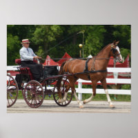 Walnut Backe Carriage Horse Show