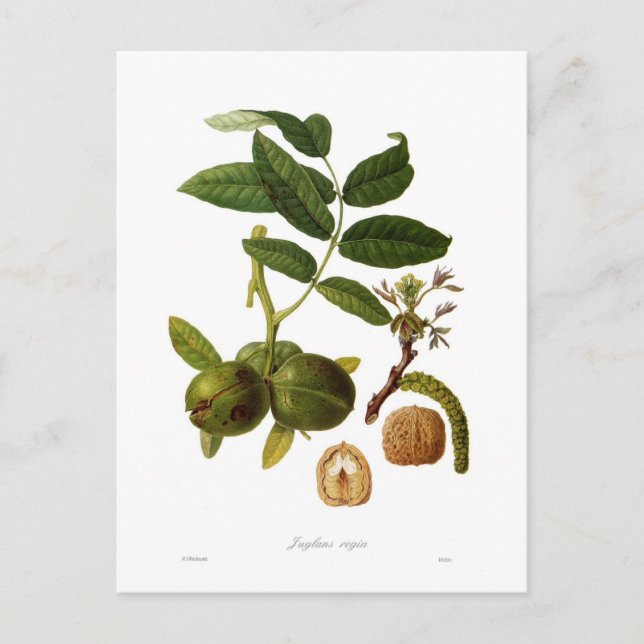 Walnut Vykort (Framsida)