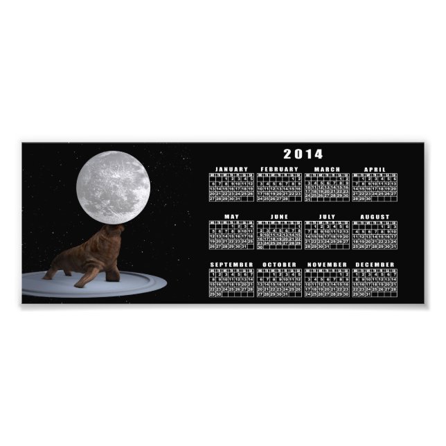 Walrus Balancing Måne Fototryck (Framsidan)