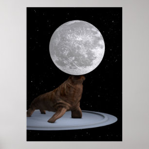 Walrus Balancing Måne Poster