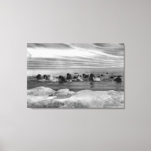 Walrus bland isflödorna i Bering Sea Canvastryck (Framsida)