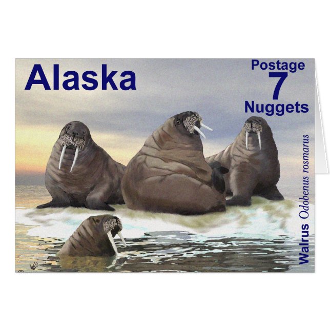 Walrus - Fyra bröder Hälsningskort (Framsidan Horizontal)