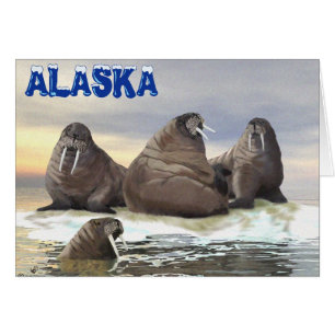 Walrus - Fyra bröder Hälsningskort