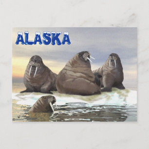 Walrus - Fyra bröder Vykort