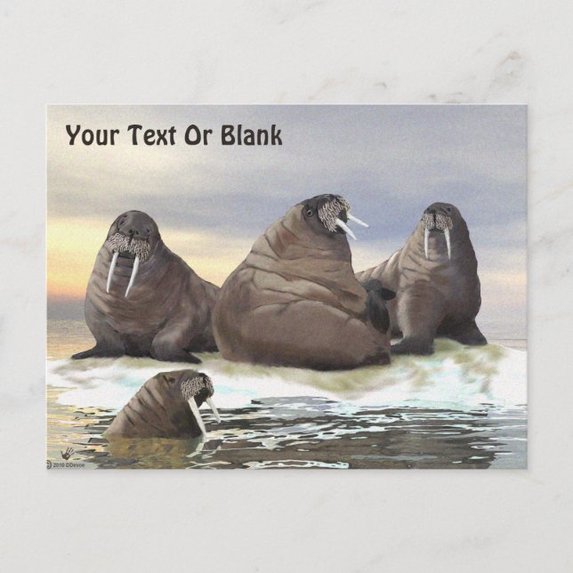 Walrus - Fyra bröder Vykort (Framsida)