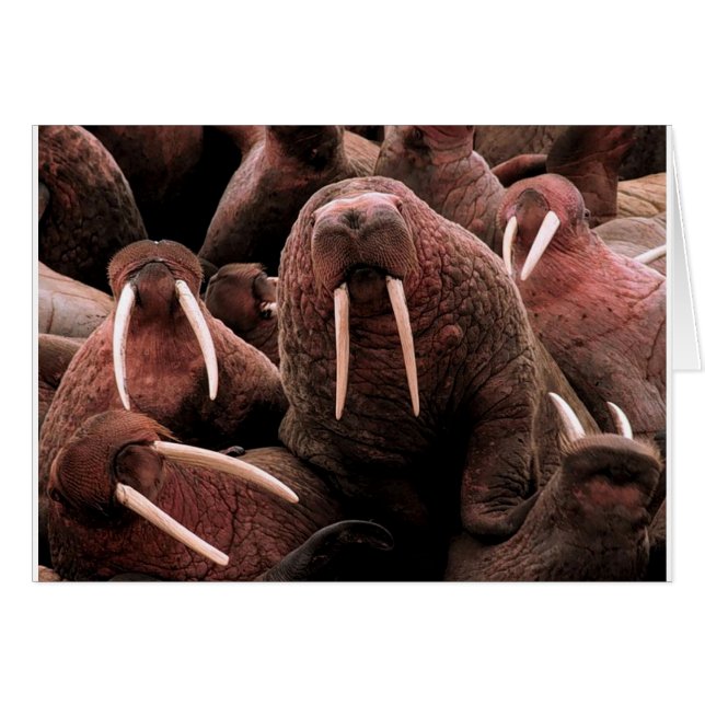Walrus Hälsningskort (Framsidan Horizontal)