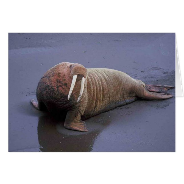 Walrus Hälsningskort (Framsidan Horizontal)
