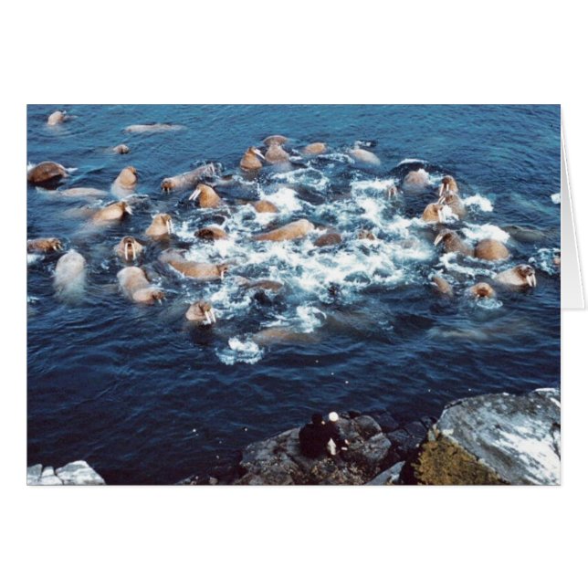 Walrus Hälsningskort (Framsidan Horizontal)