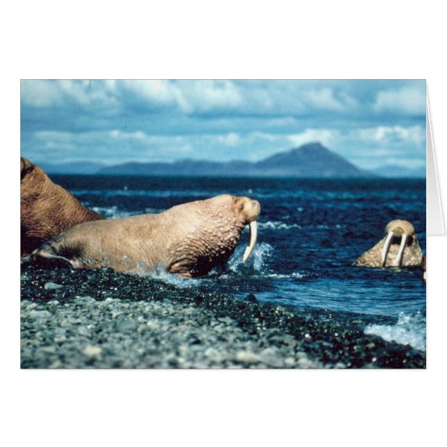 Walrus Hälsningskort (Framsidan Horizontal)