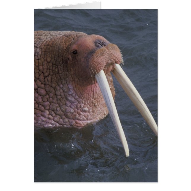 Walrus Hälsningskort (Framsidan)
