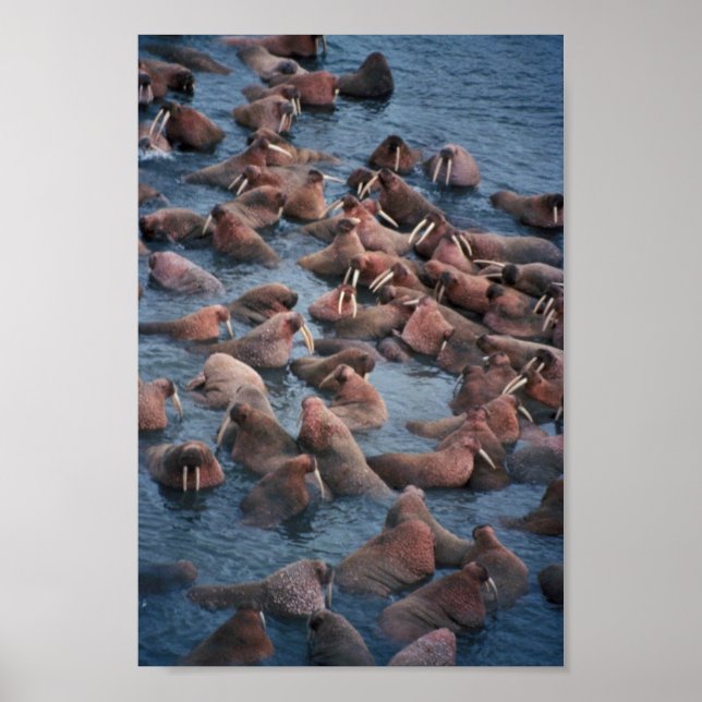 Walrus Herd Poster (Framsidan)
