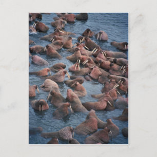 Walrus Herd Vykort