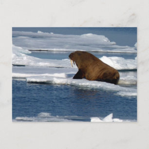 Walrus i Arktiska havet Vykort
