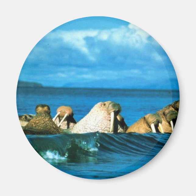 Walrus Magnet (Framsidan)