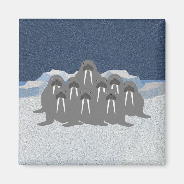 Walrus Magnet (Framsidan)