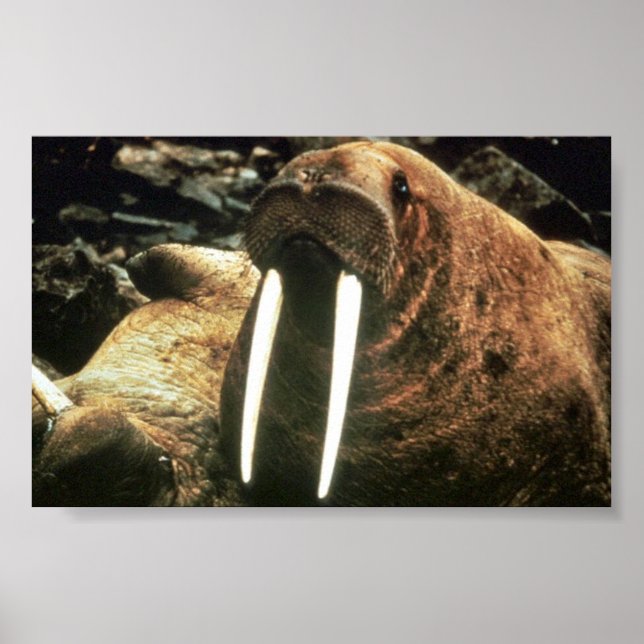 Walrus Male Poster (Framsidan)