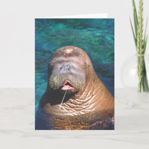 Walrus Ögon Closed Note Card Kort