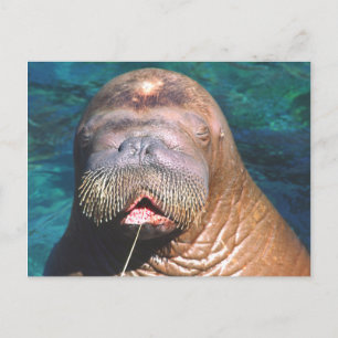 Walrus Ögon Closed Postcard Vykort