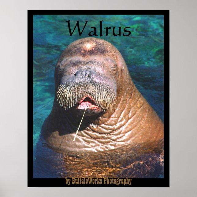 Walrus Ögon Closed Poster (Framsidan)