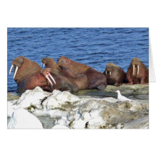 Walrus på Bering Sea Ice Hälsningskort