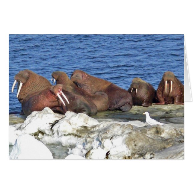 Walrus på Bering Sea Ice Hälsningskort (Framsidan Horizontal)