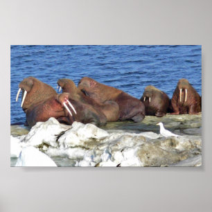 Walrus på Bering Sea Ice Poster