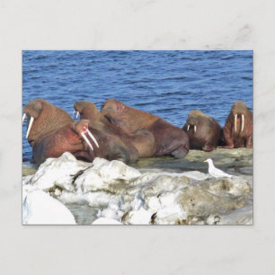 Walrus på Bering Sea Ice Vykort