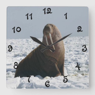 Walrus på Ice Fyrkantig Klocka