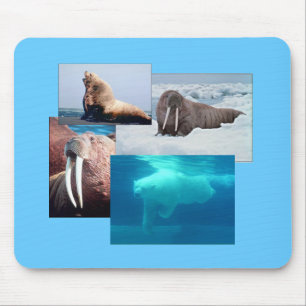 Walrus, Polar Bear, Sea Lejon Bull Mousepad Musmatta