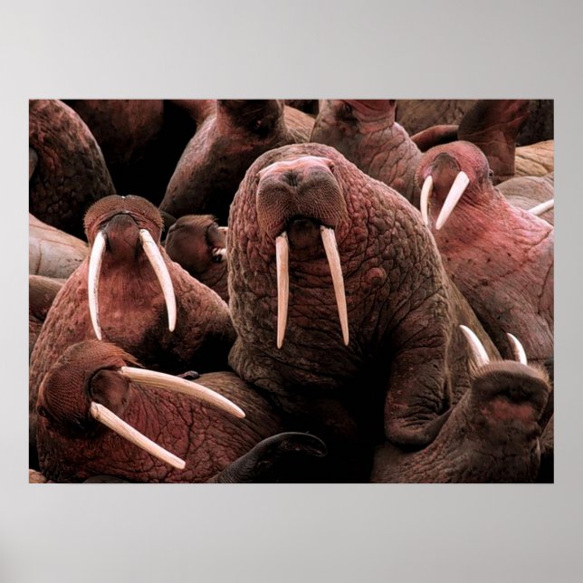Walrus Poster (Framsidan)
