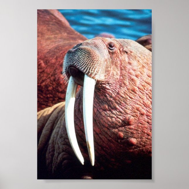 Walrus Poster (Framsidan)