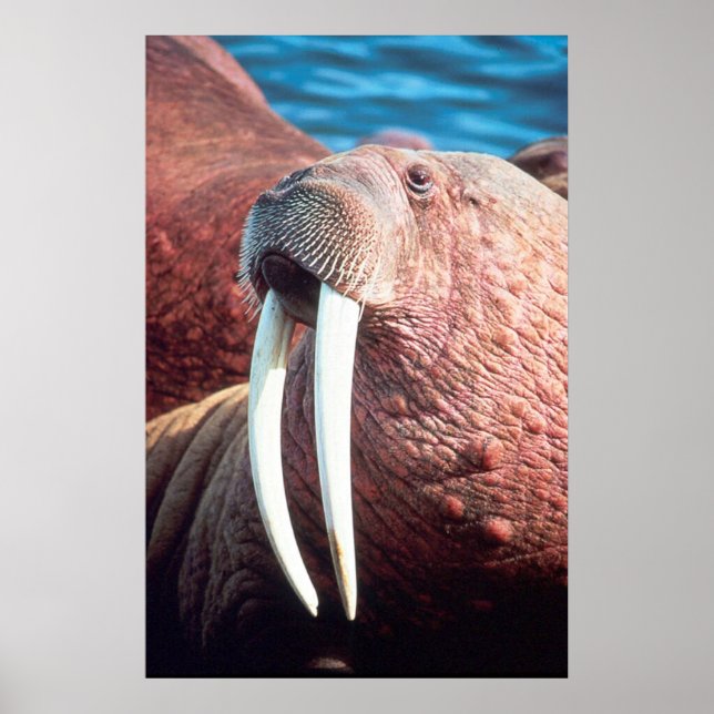 Walrus Poster (Framsidan)