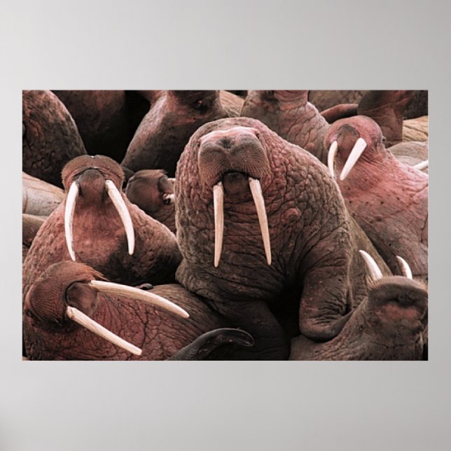 Walrus Poster (Framsidan)