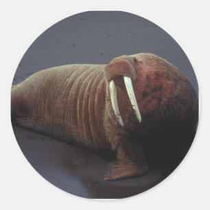 Walrus Stickers Runt Klistermärke