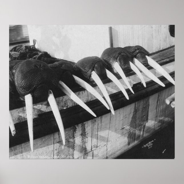 Walrus Tusks: 1931 Poster (Framsidan)