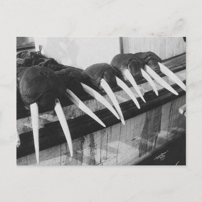 Walrus Tusks: 1931 Vykort (Framsida)