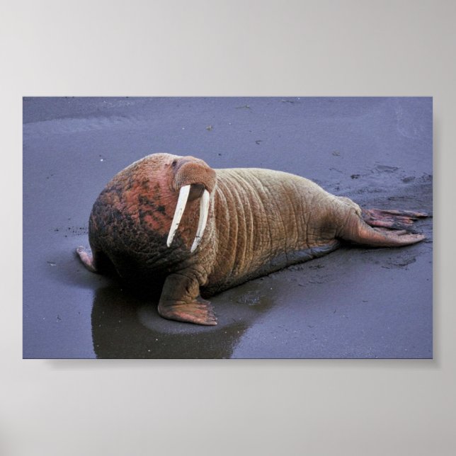 Walrus vid Togiak National Wildlife Refuge Poster (Framsidan)