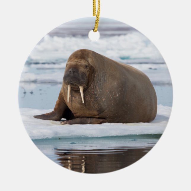 Walrus vilande på is, Norge Julgransprydnad Keramik (Framsidan)