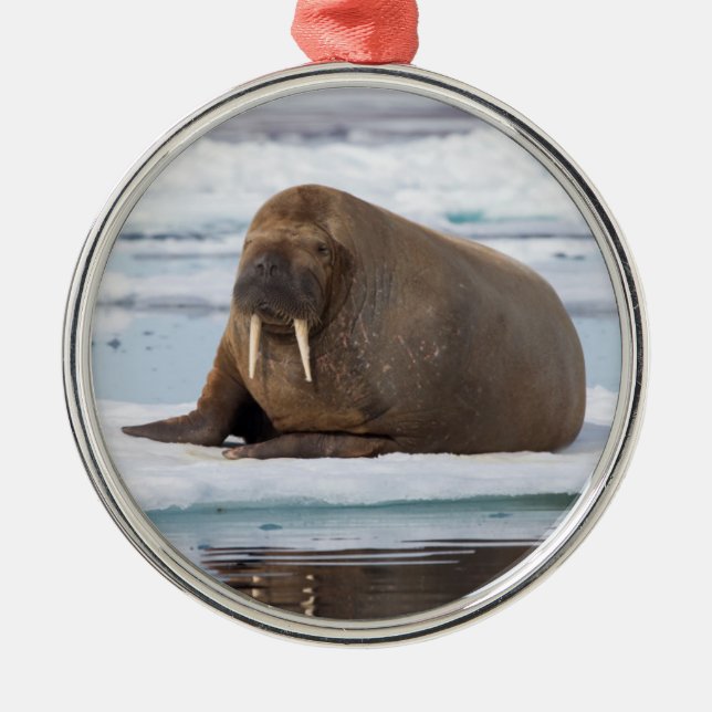 Walrus vilande på is, Norge Julgransprydnad Metall (Framsidan)