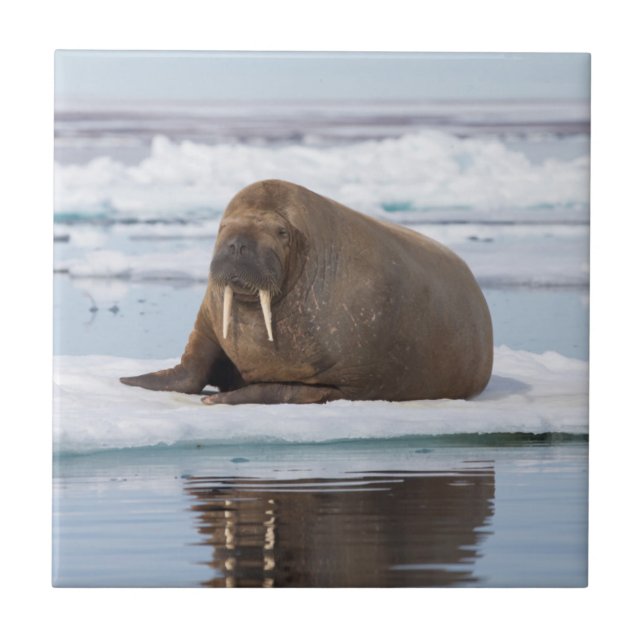 Walrus vilande på is, Norge Kakelplatta (Framsidan)
