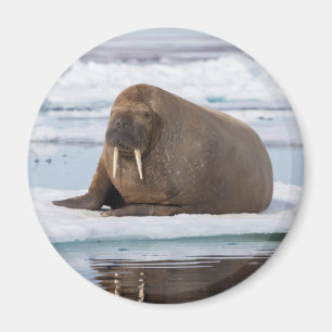 Walrus vilande på is, Norge Magnet