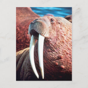 Walrus Vykort