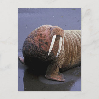 Walrus Vykort