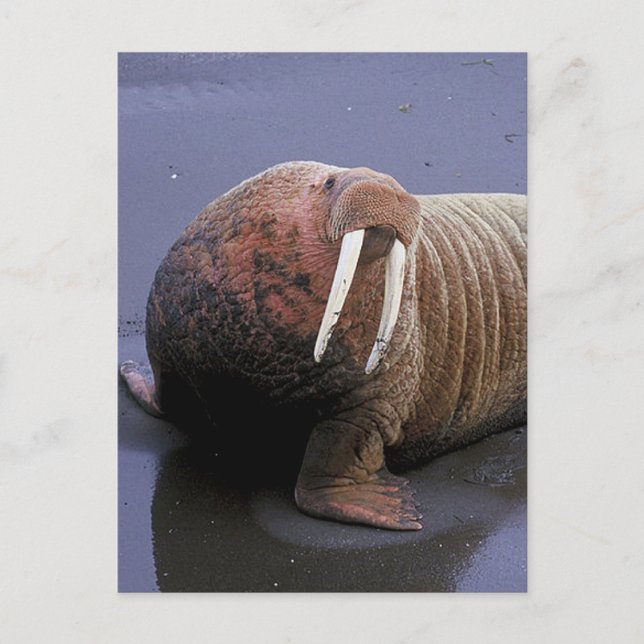 Walrus Vykort (Framsida)