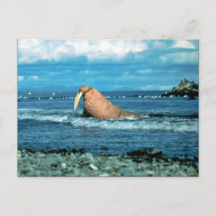 Walrus Vykort