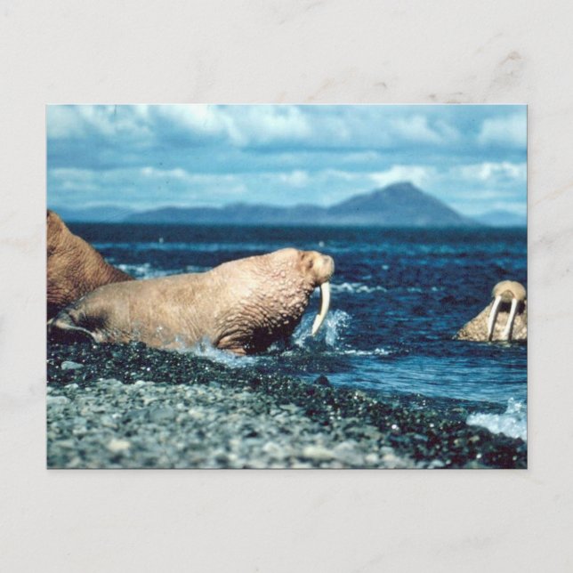 Walrus Vykort (Framsida)