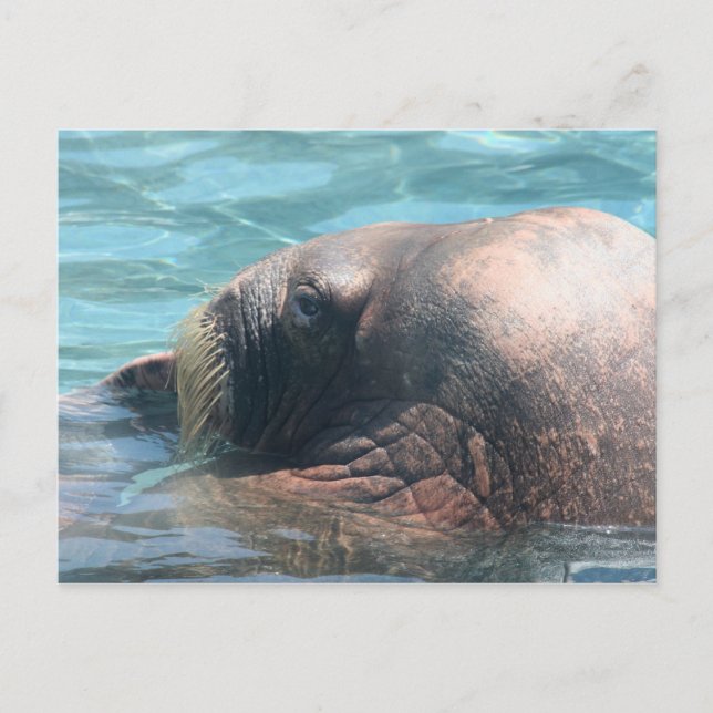 Walrus Vykort (Framsida)