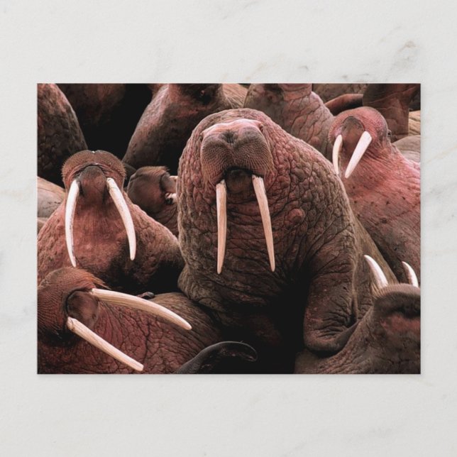 Walrus Vykort (Framsida)